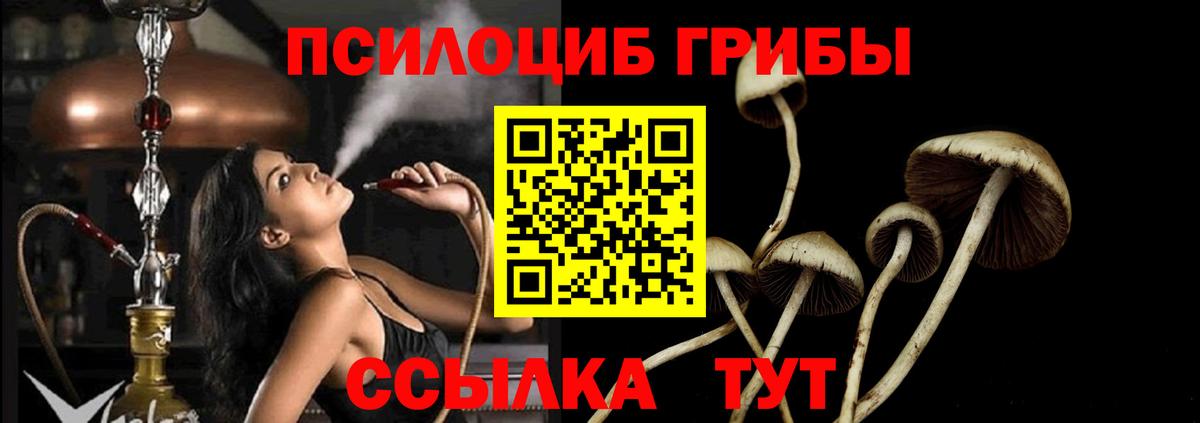 Псилоцибиновые грибы Psilocybe Кудымкар